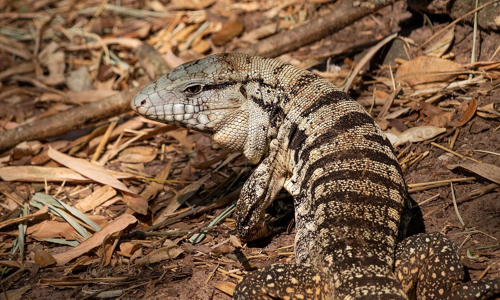 Monitor Lizard