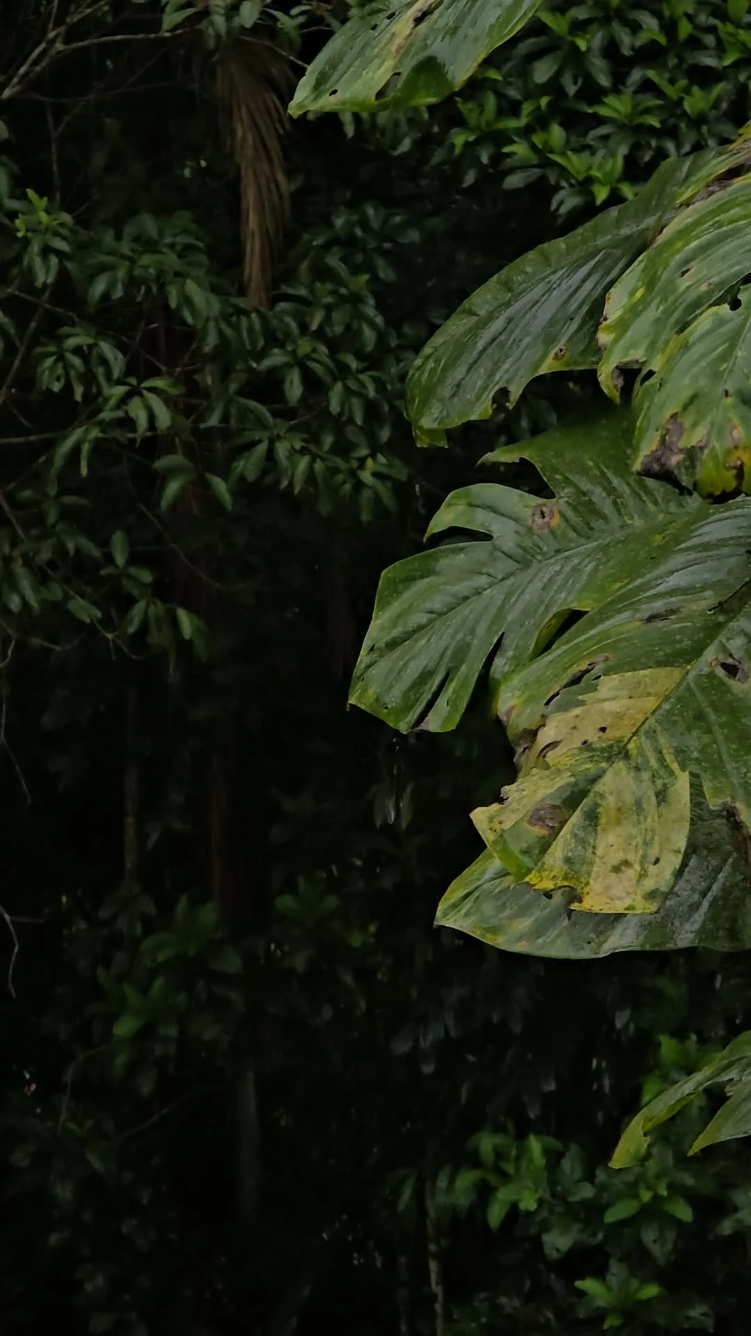 Rainy Sanctuary Atmosphere